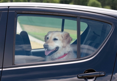 dog-in-backseat